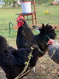 Gallo australorp