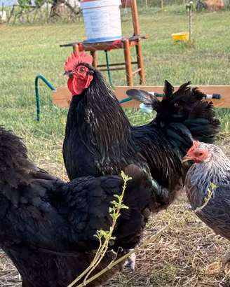 Gallo australorp