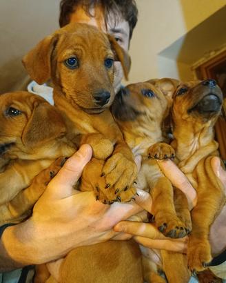Pinscher nano
