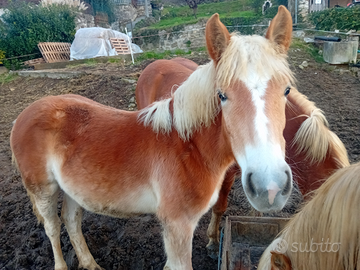 Puledra haflinger