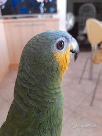 Pappagallo