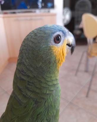 Pappagallo