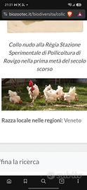 Pulcini femmina