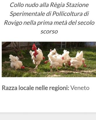 Pulcini femmina