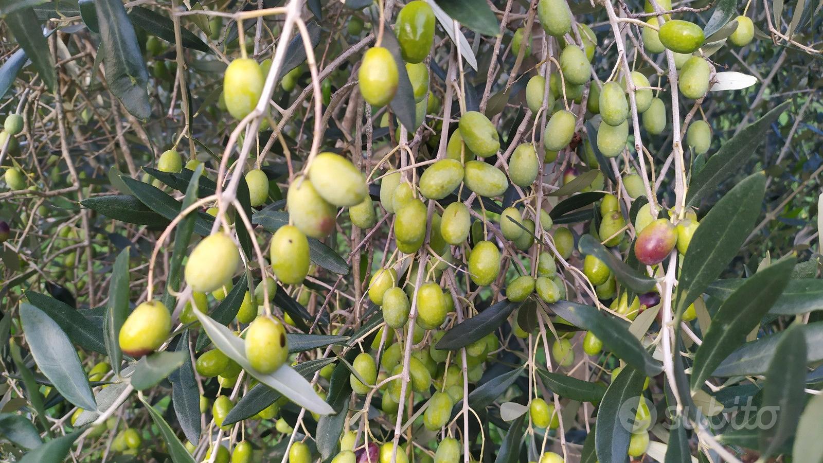 Oliveto con annesso - Vista 4