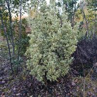 Piante di Euonymus Bravo  h140 cm