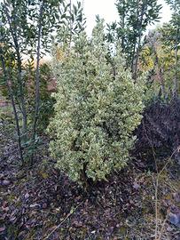 Piante di Euonymus Bravo  h140 cm