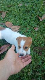 Cuccioli di Jack Russell di 2 mesi