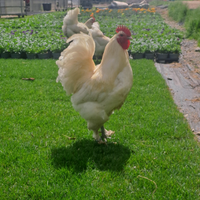 Langshan varie colorazioni