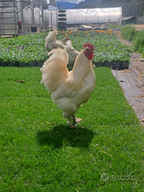 Langshan varie colorazioni