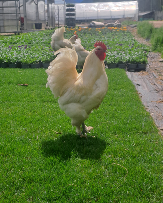 Langshan varie colorazioni