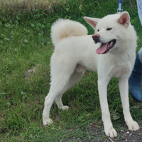 Akita Cane con Pedigree Stallone per Riproduzione