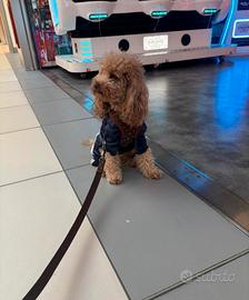 Barboncino per accopiamento