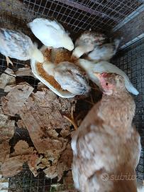 Pulcini di gallina
