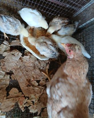 Pulcini di gallina