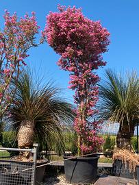 Esemplari di Lagerstroemia in fiore