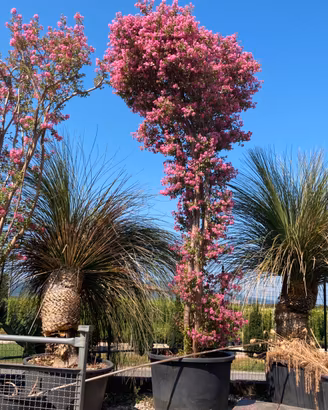 Esemplari di Lagerstroemia in fiore