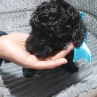 Barboncino toy Nero maschio