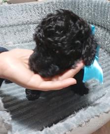 Barboncino toy Nero maschio