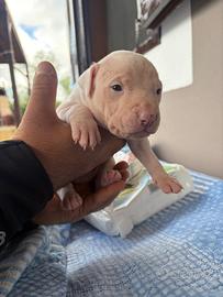 Cucciolo Amstaff
