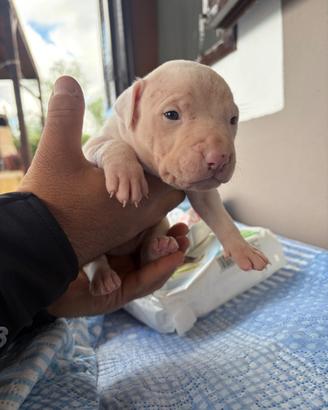Cucciolo Amstaff