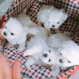 Maltesini coreano toy