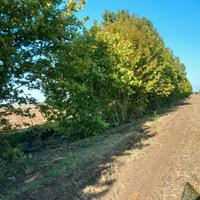 LEGNA PLATANO DA TAGLIARE