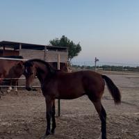 Puledro Zangersheide