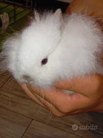 Coniglio nano