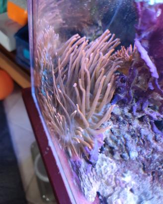 Anemoni