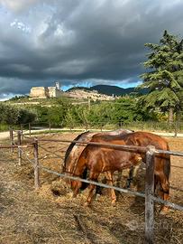 Terreno per cavalli