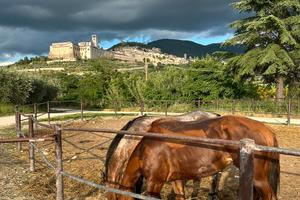 Terreno per cavalli