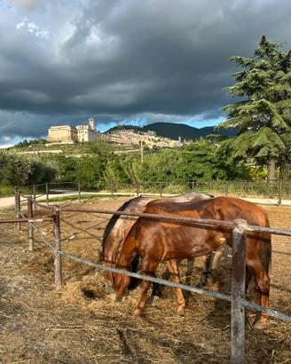Terreno per cavalli