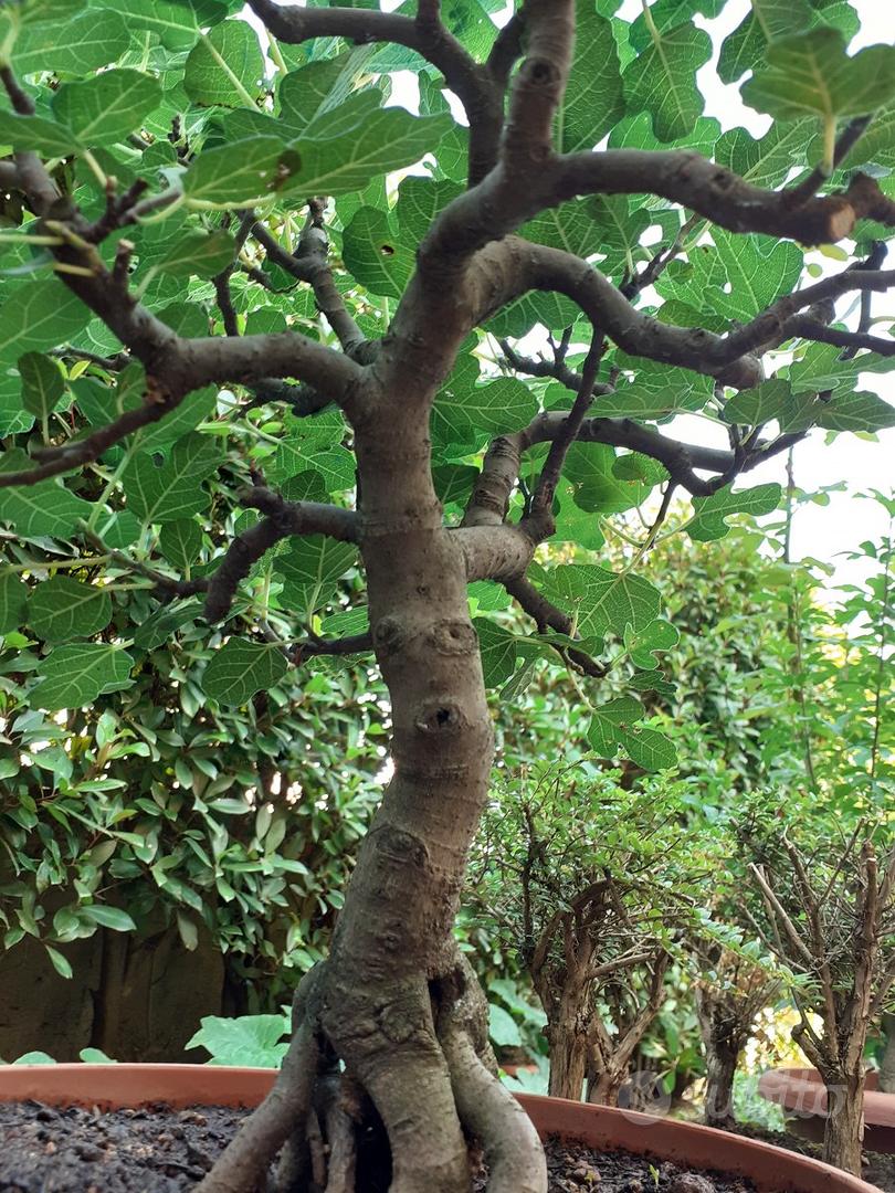 fleur ami  Albero di fico cinese, pianta artificiale Ficus Bonsai