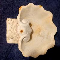 conchiglia in marmo bianco