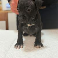 American pitbull ukc