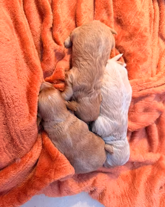 Maltipoo mini toy