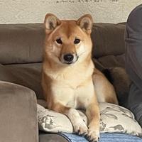 Femmina adulta shiba