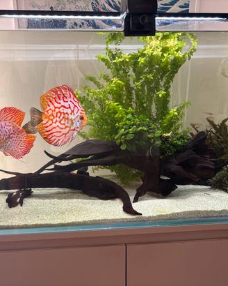 Acquario