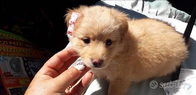 Cuccioli maltese/ volpino