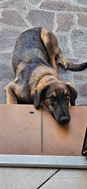 Cucciola femmina 1 anno
