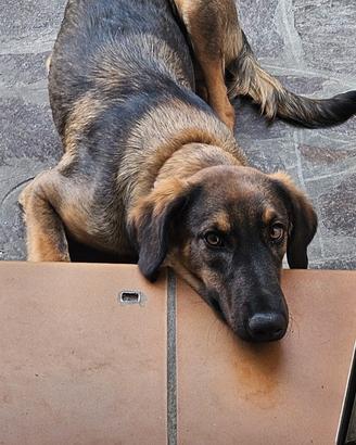 Cucciola femmina 1 anno