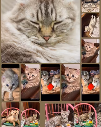 Bengala gattini
