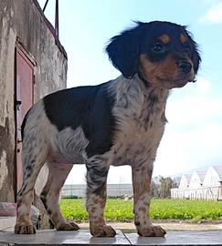 Cuccioli breton Tricolore