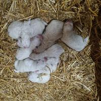 Cuccioli pastore maremmano abruzzese pedigree enci