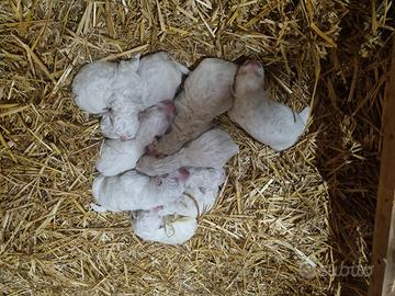 Cuccioli pastore maremmano abruzzese pedigree enci