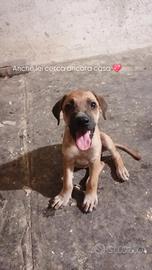 Cucciola dolcissima