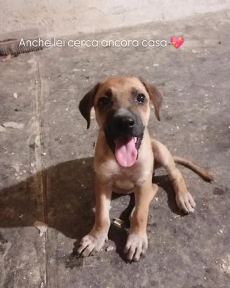 Cucciola dolcissima