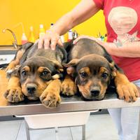 Cucciola femmina taglia grande