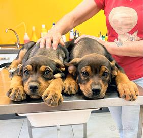 Cucciola femmina taglia grande